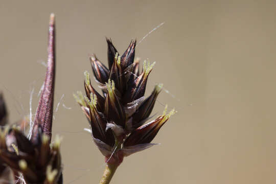 Luzula campestris (L.) DC. resmi