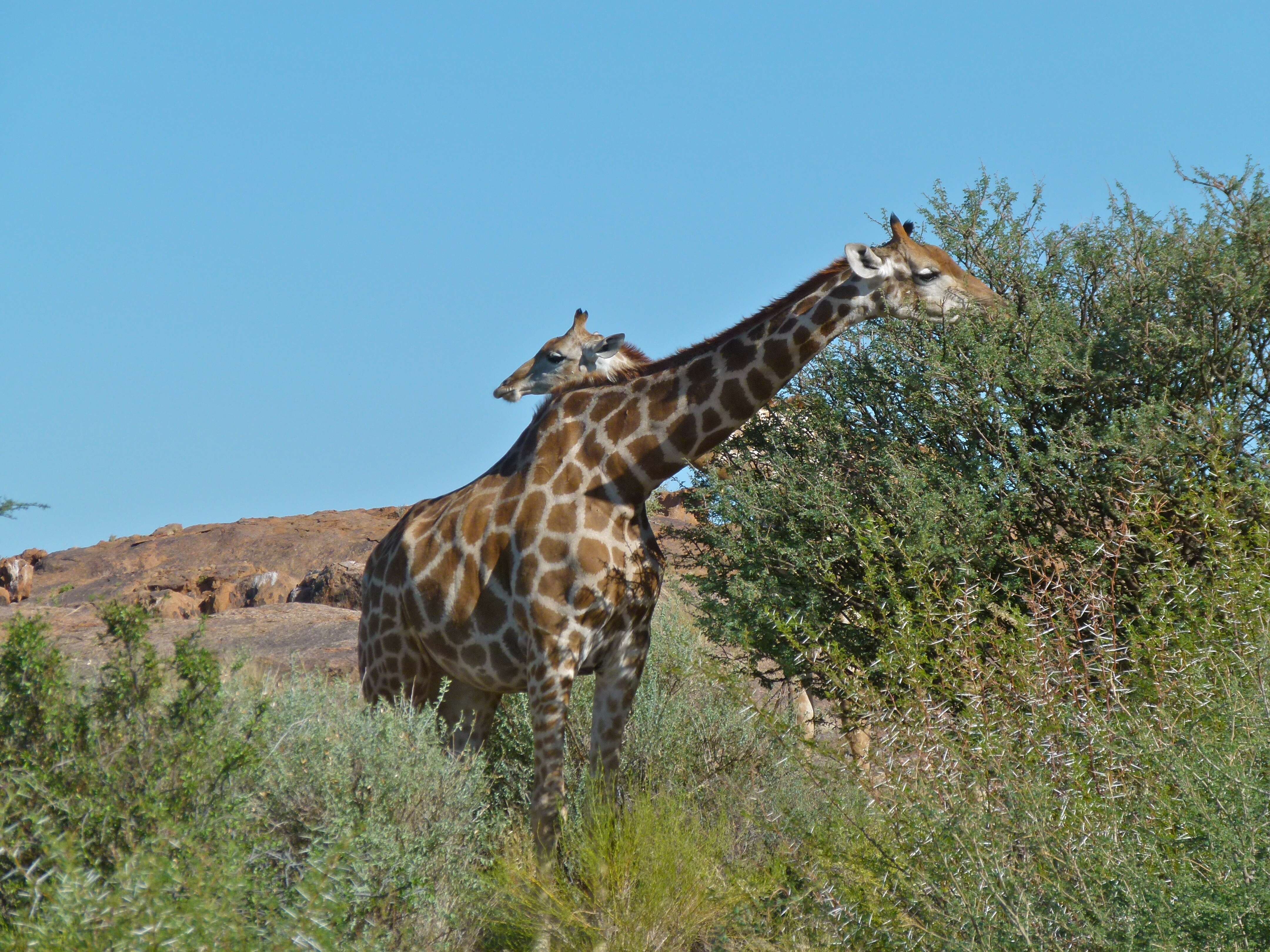 Image of Giraffes