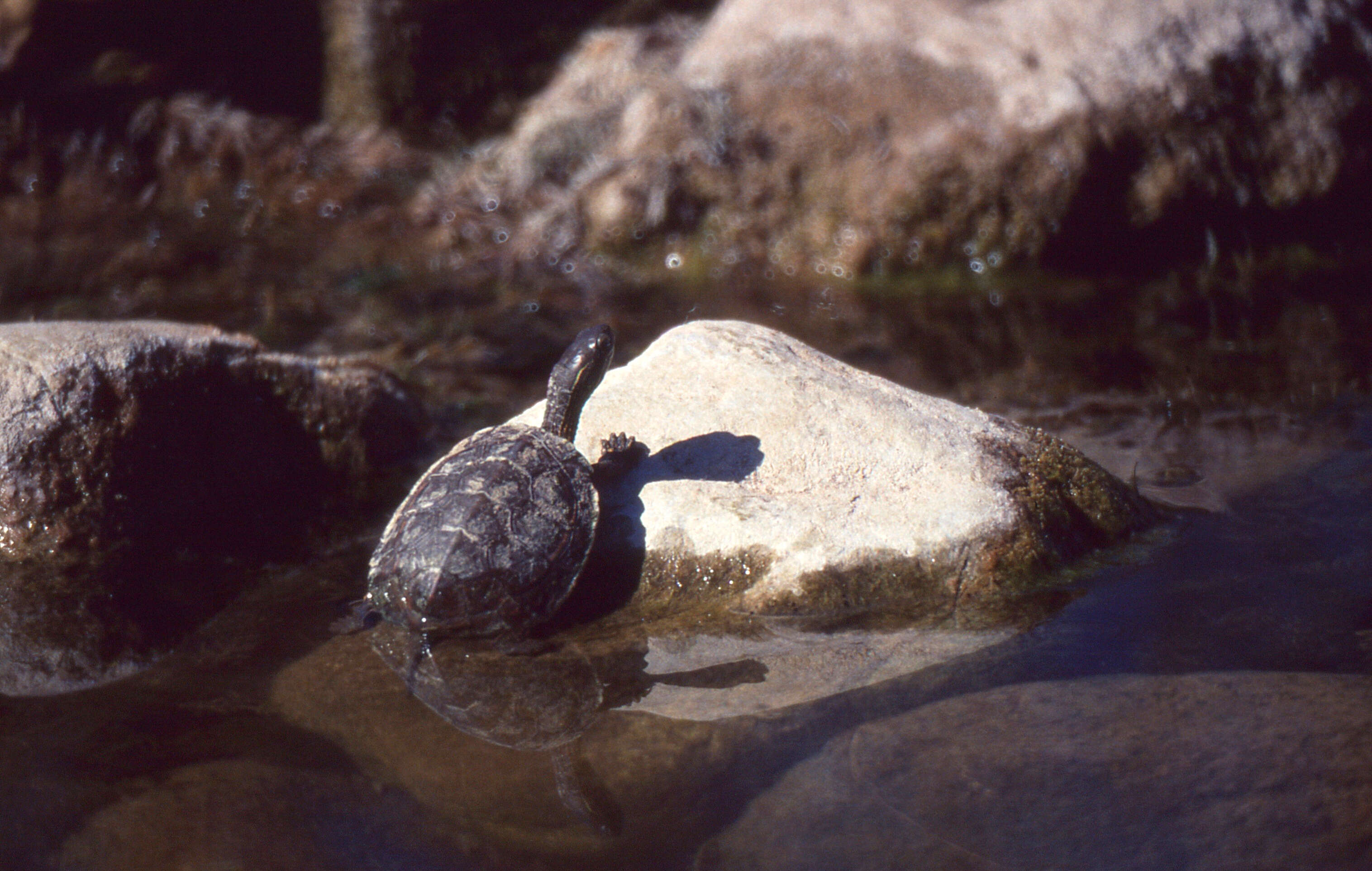 Image of Mauremys leprosa saharica Schleich 1996