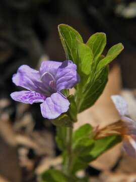 Dyschoriste oblongifolia (Michx.) Kuntze的圖片