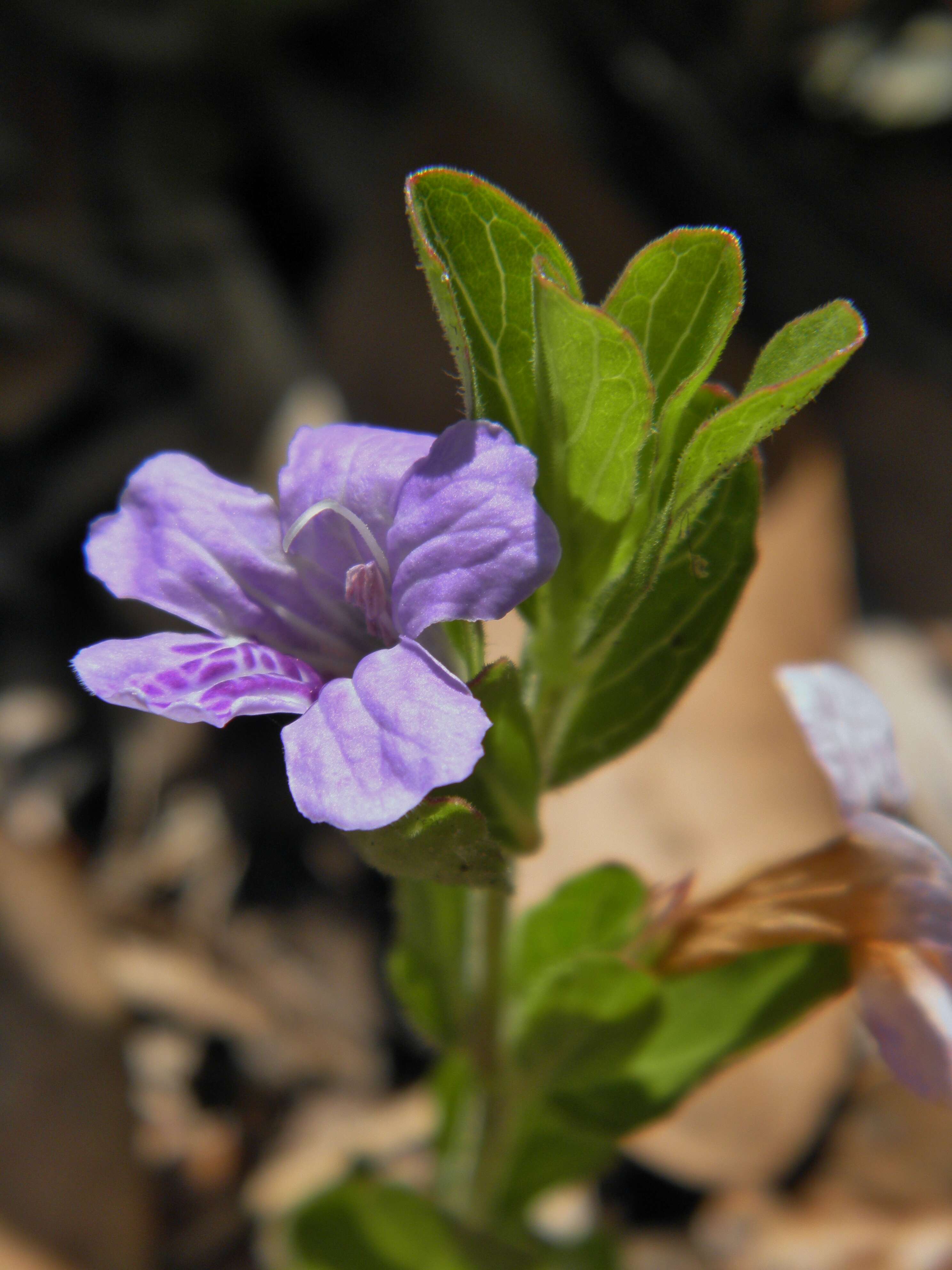 Image of snakeherb