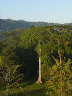 Image of ceiba