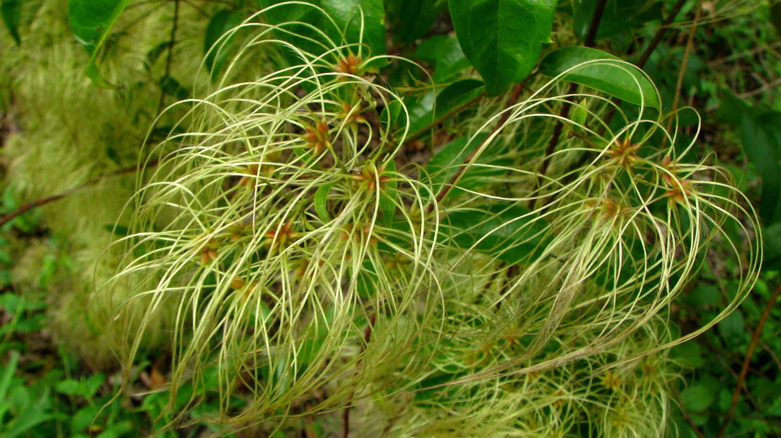 Sivun Clematis brasiliana DC. kuva