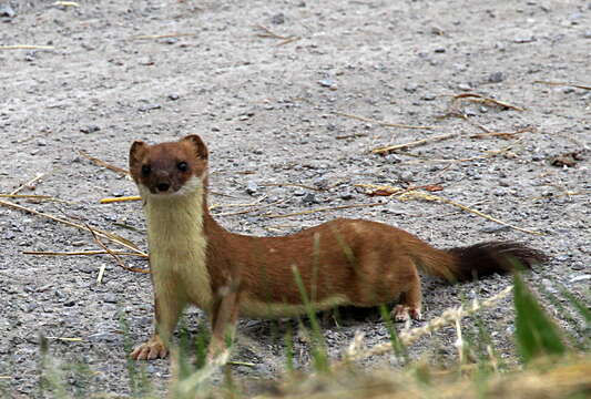 Image of weasels