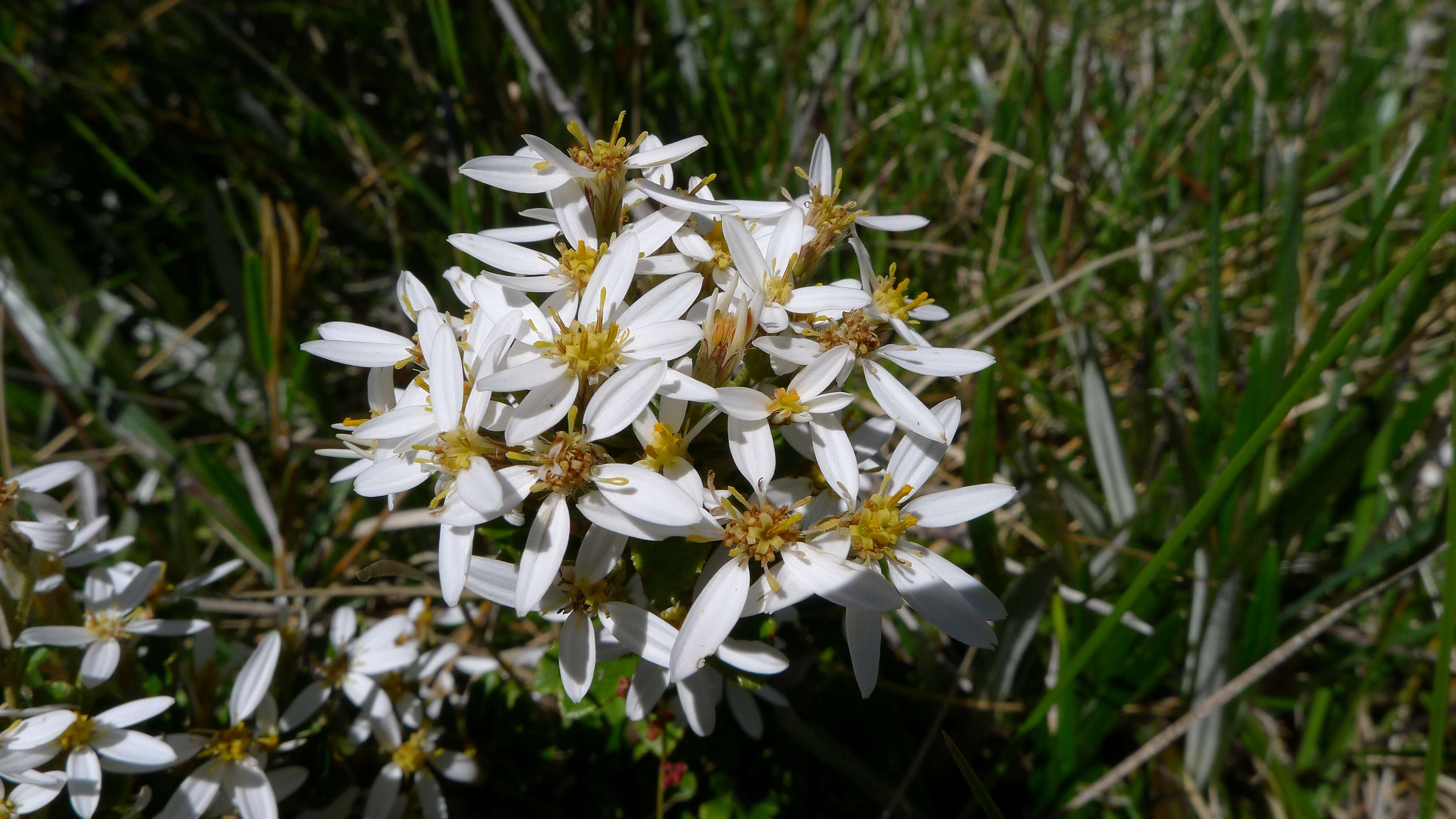 Olearia myrsinoides (Labill.) F. Müll. resmi