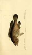 Image of Brindle Bass