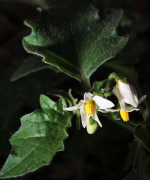 Image of black nightshade