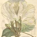 Image of Camoensia scandens (Welw.) J. B. Gillett