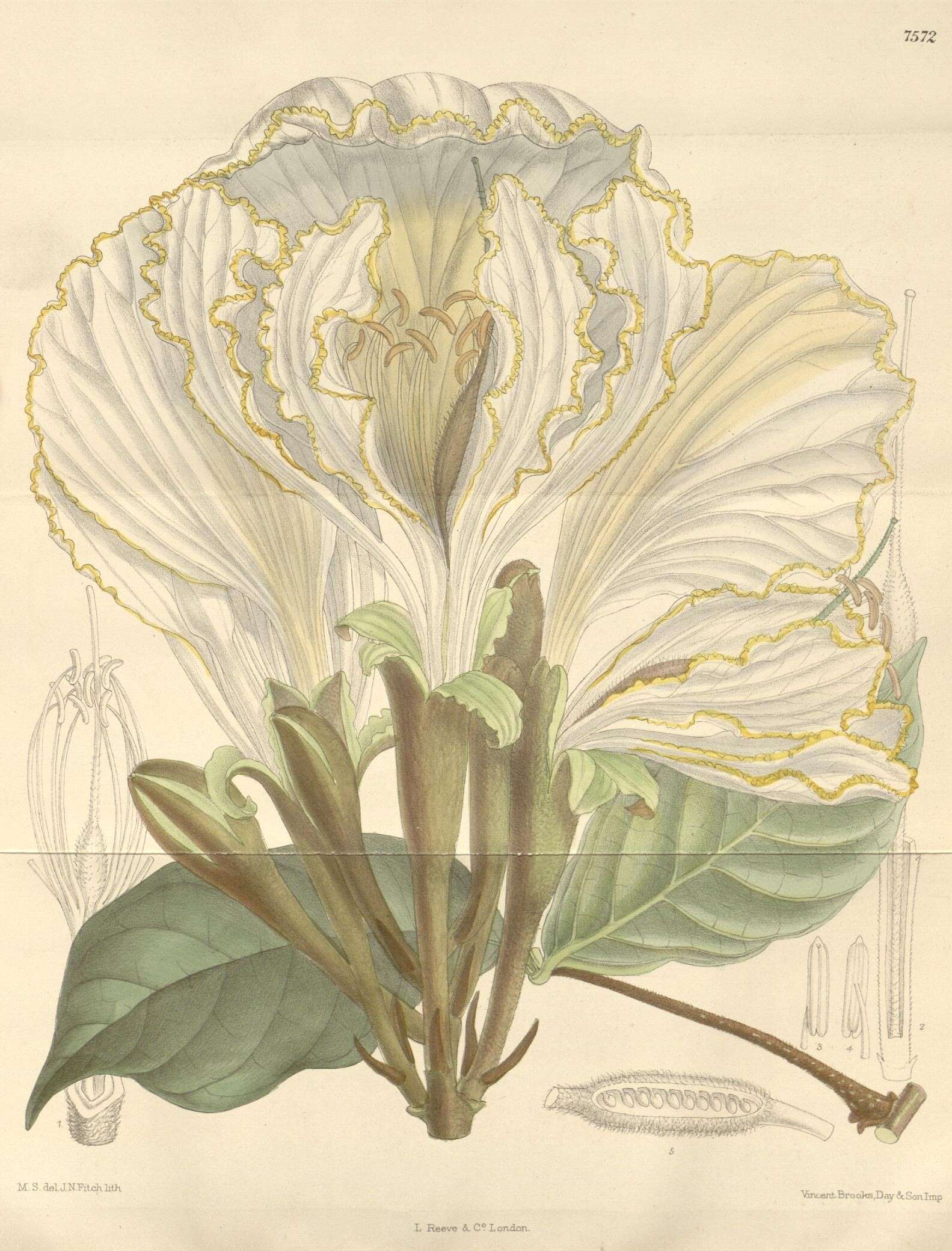 Image of Camoensia scandens (Welw.) J. B. Gillett