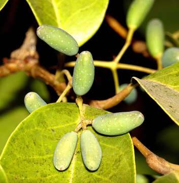 Image of Olea dioica Roxb.