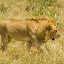 Image of Masai lion