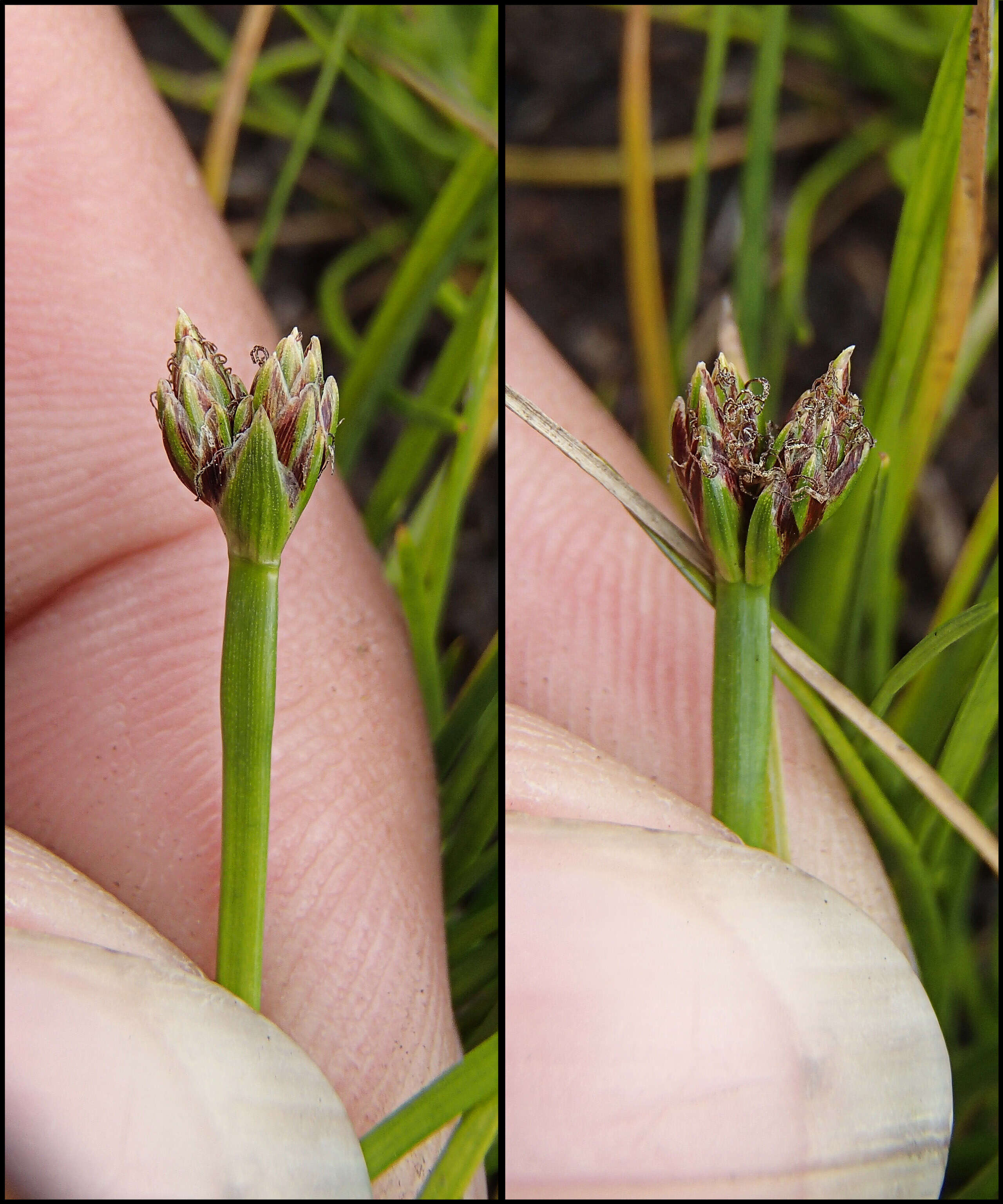 Слика од Isolepis crassiuscula Hook. fil.