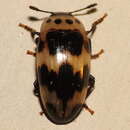 Image of Four-Spotted Fungus Beetle