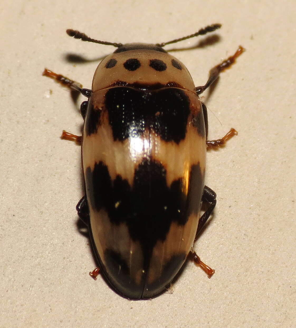 Image of Ischyrus