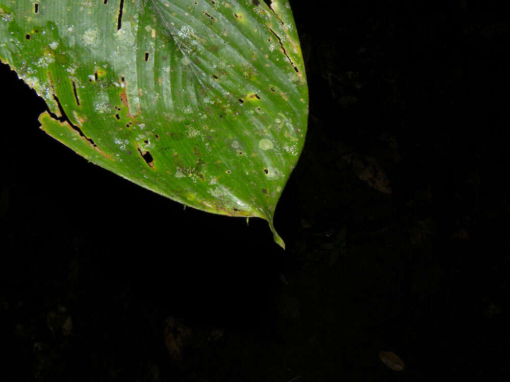 Image of Calathea platystachya Standl. & L. O. Williams