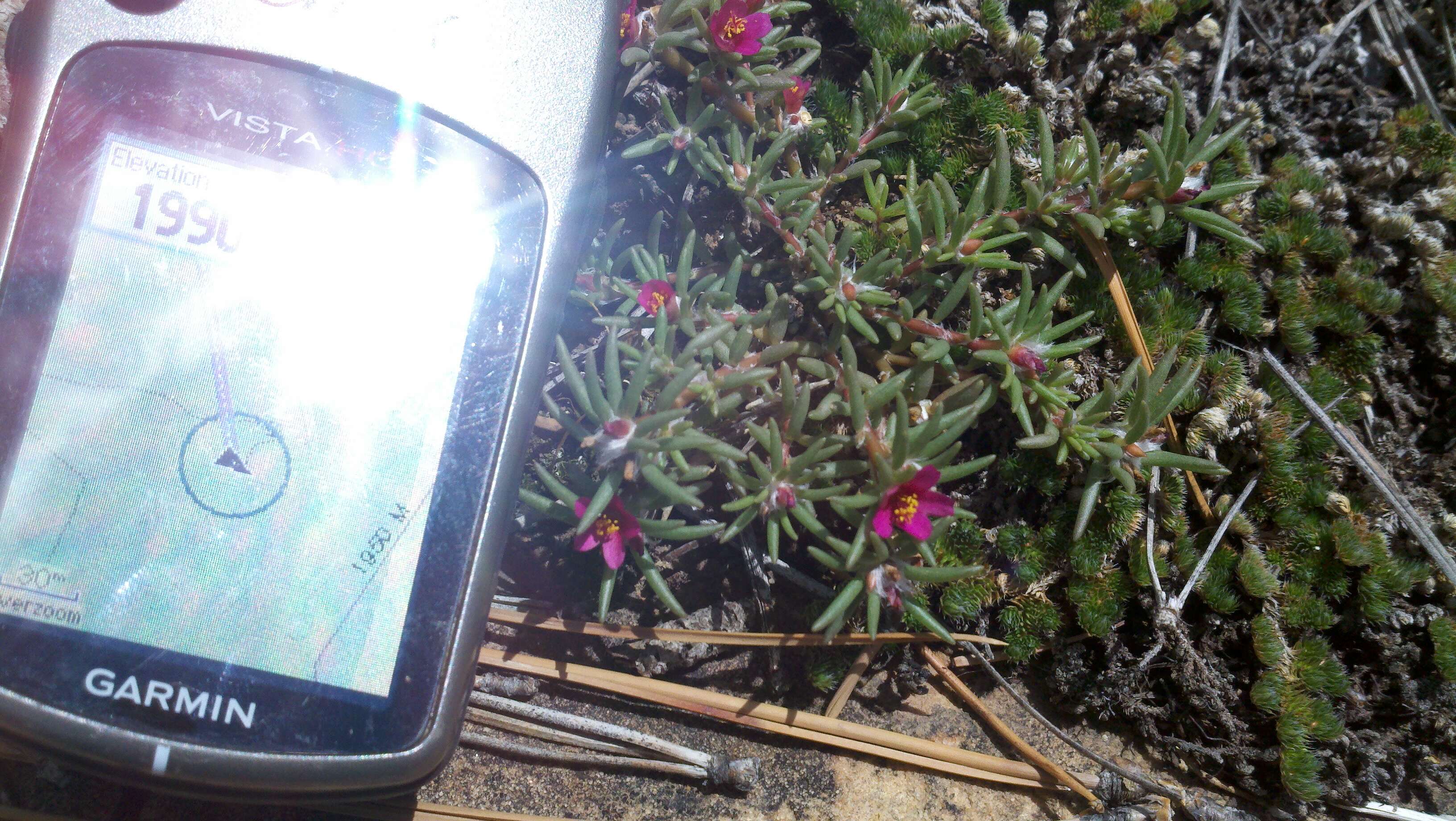 Portulaca pilosa L. resmi