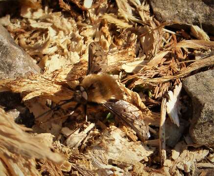 Image de Bombylius discolor Mikan 1796