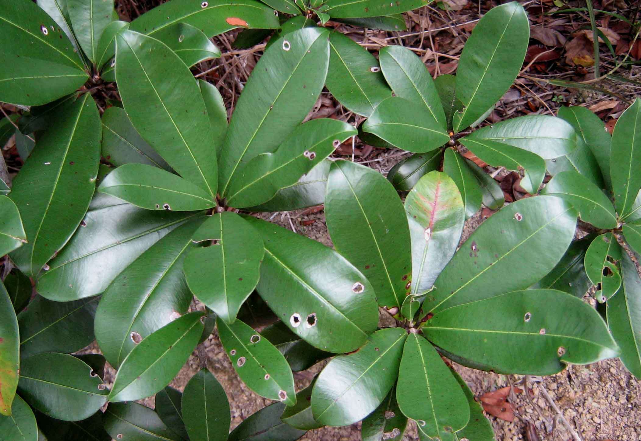 Image of Manilkara dardanoi Ducke