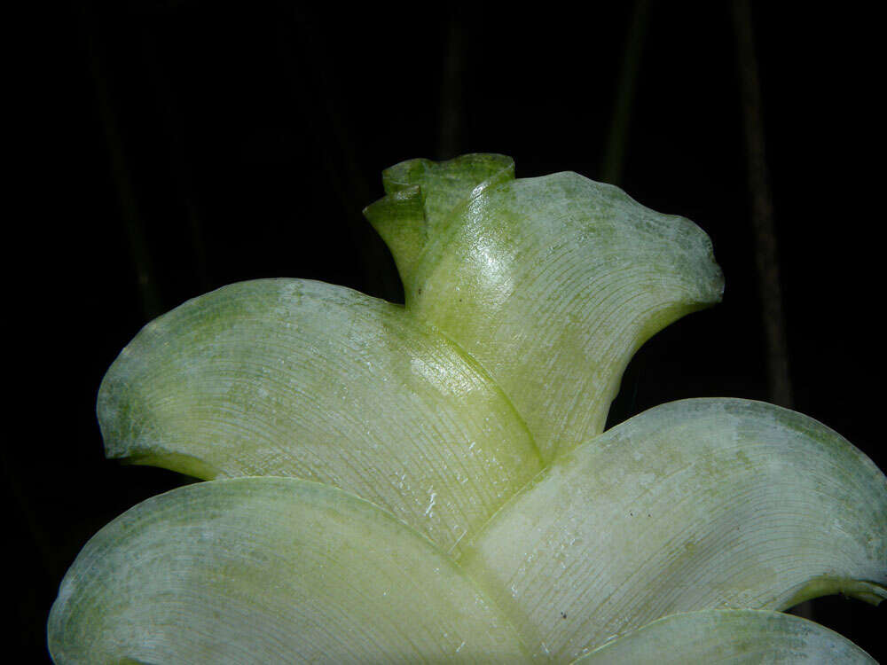 Image of Calathea platystachya Standl. & L. O. Williams