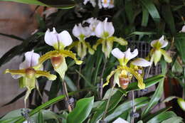 Image of Paphiopedilum leeanum O. Gruss