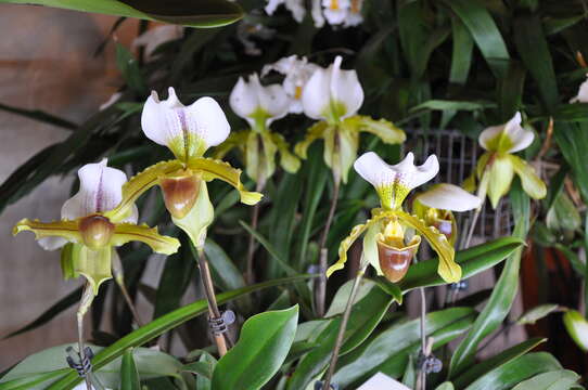 Image de Paphiopedilum leeanum O. Gruss