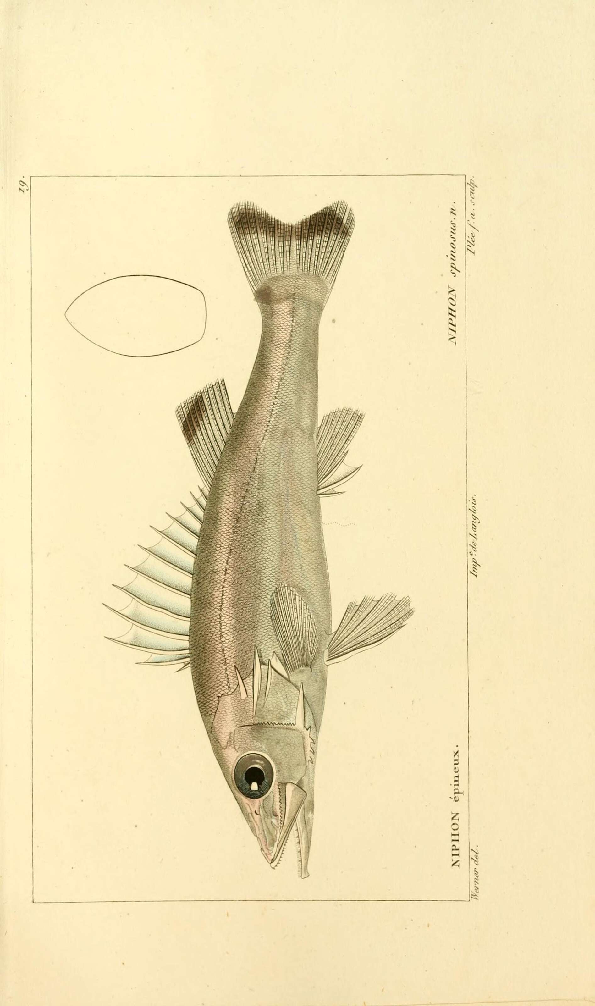 Image of Niphonidae