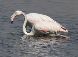 Imagem de Phoenicopterus Linnaeus 1758