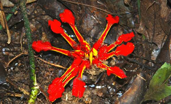 Image of Etlingera coccinea (Blume) S. Sakai & Nagam.