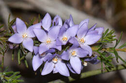 Image of Boronia ramosa (Lindley) Benth.