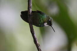 Image of Tourmaline Sunangel