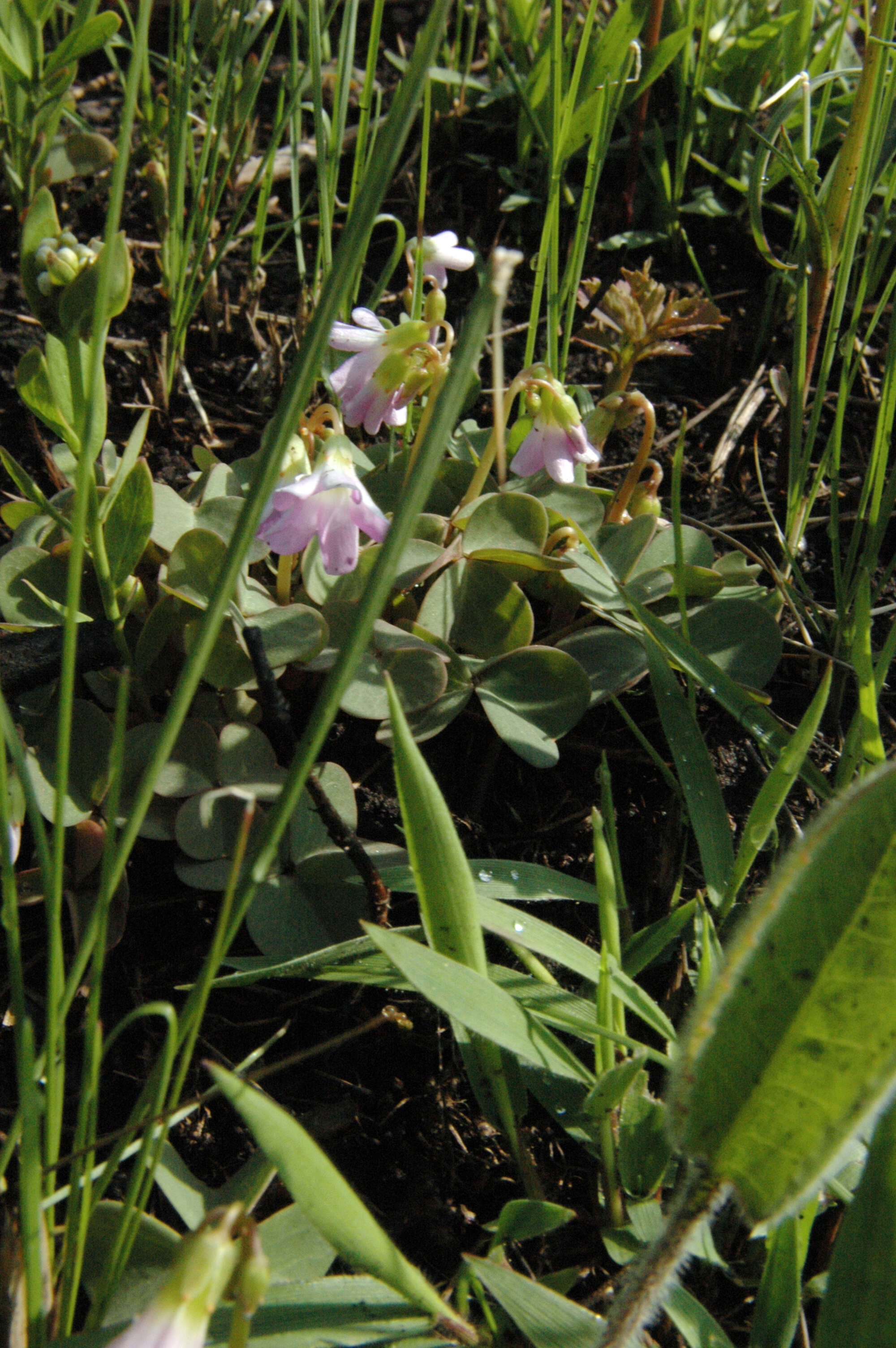 Image of violet woodsorrel