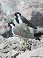 Image of Red-wattled Lapwing