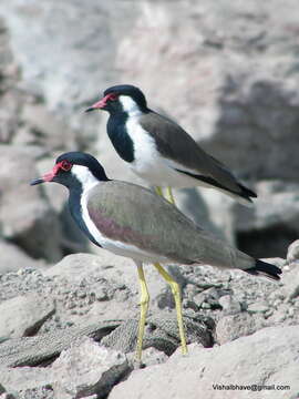 Image de Vanneau indien