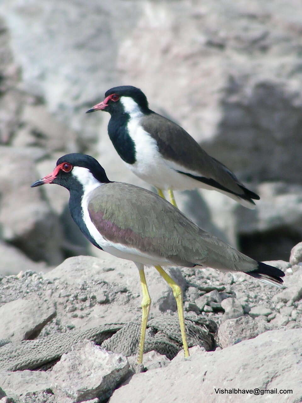 Image of Lapwing