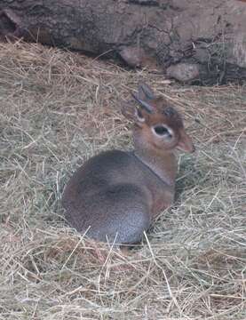 Image of Kirk's Dik-dik