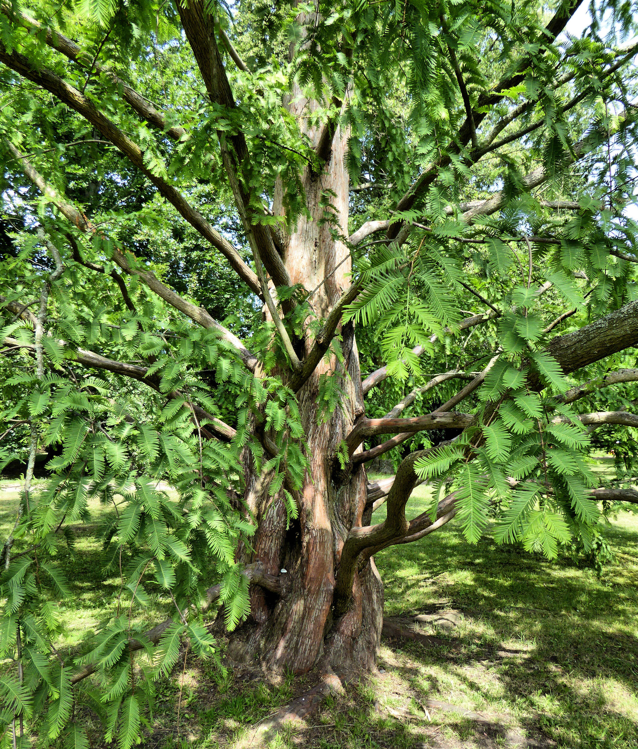 Image of dawn redwood