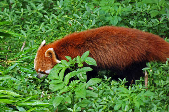 Image of Red panda