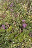 Cirsium acaule (L.) Scop. resmi