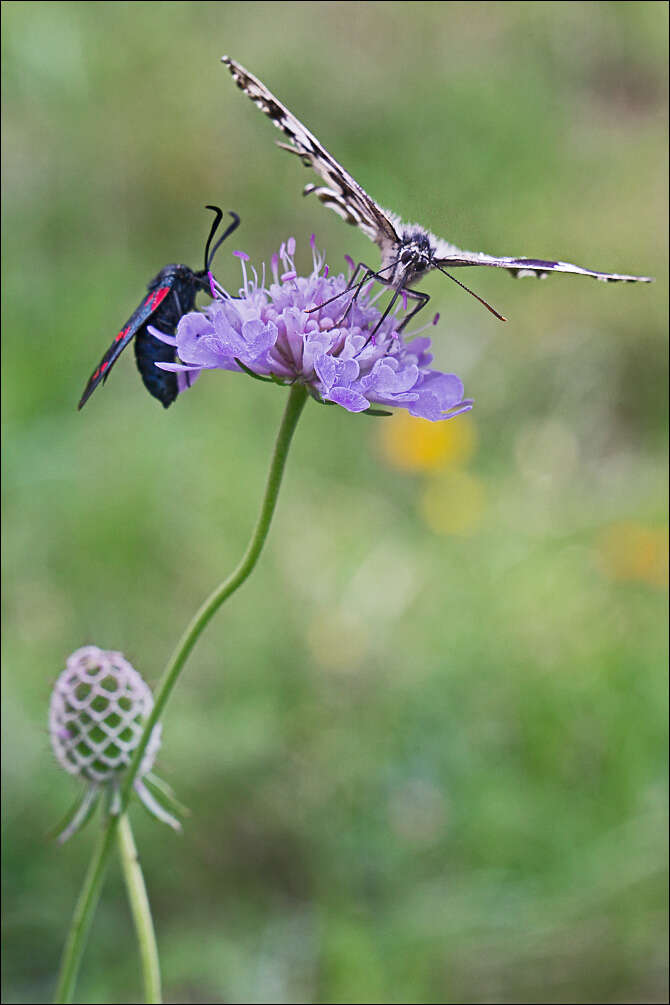 Image of Melanargia