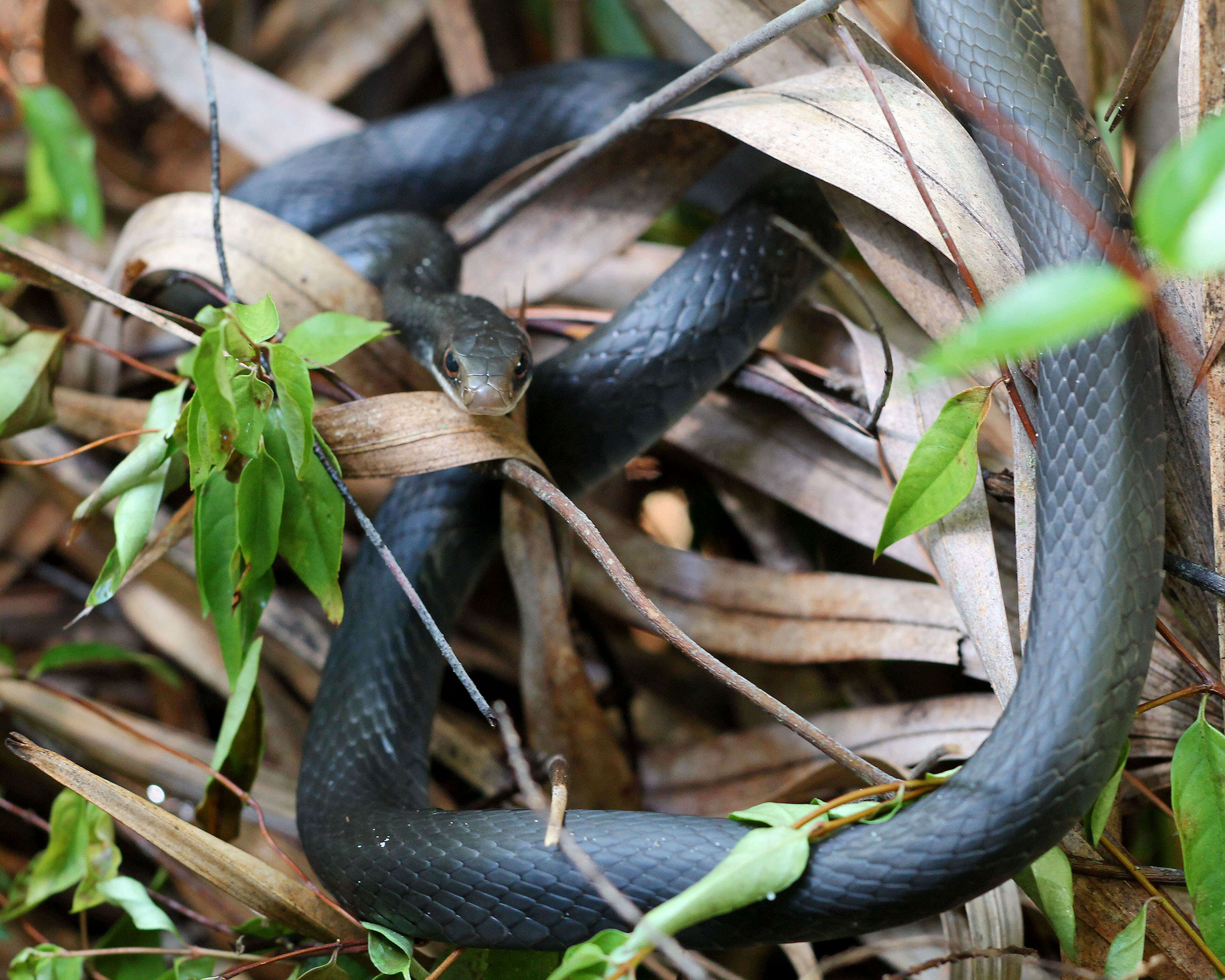 Image of Eastern Racer