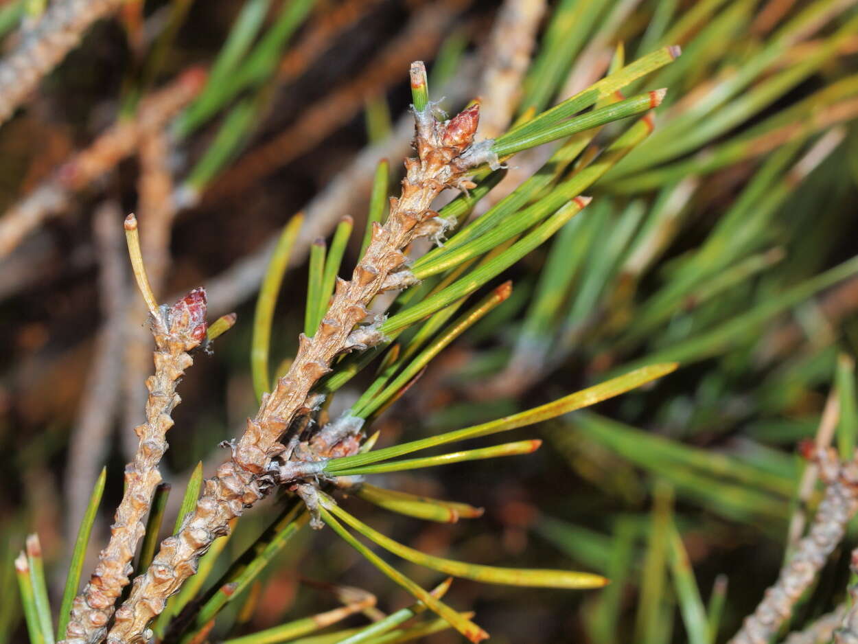 Image of Scotch Pine