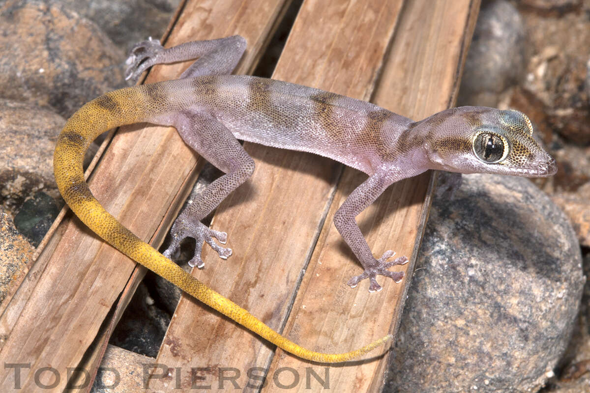 Image of Gallagher's Gecko