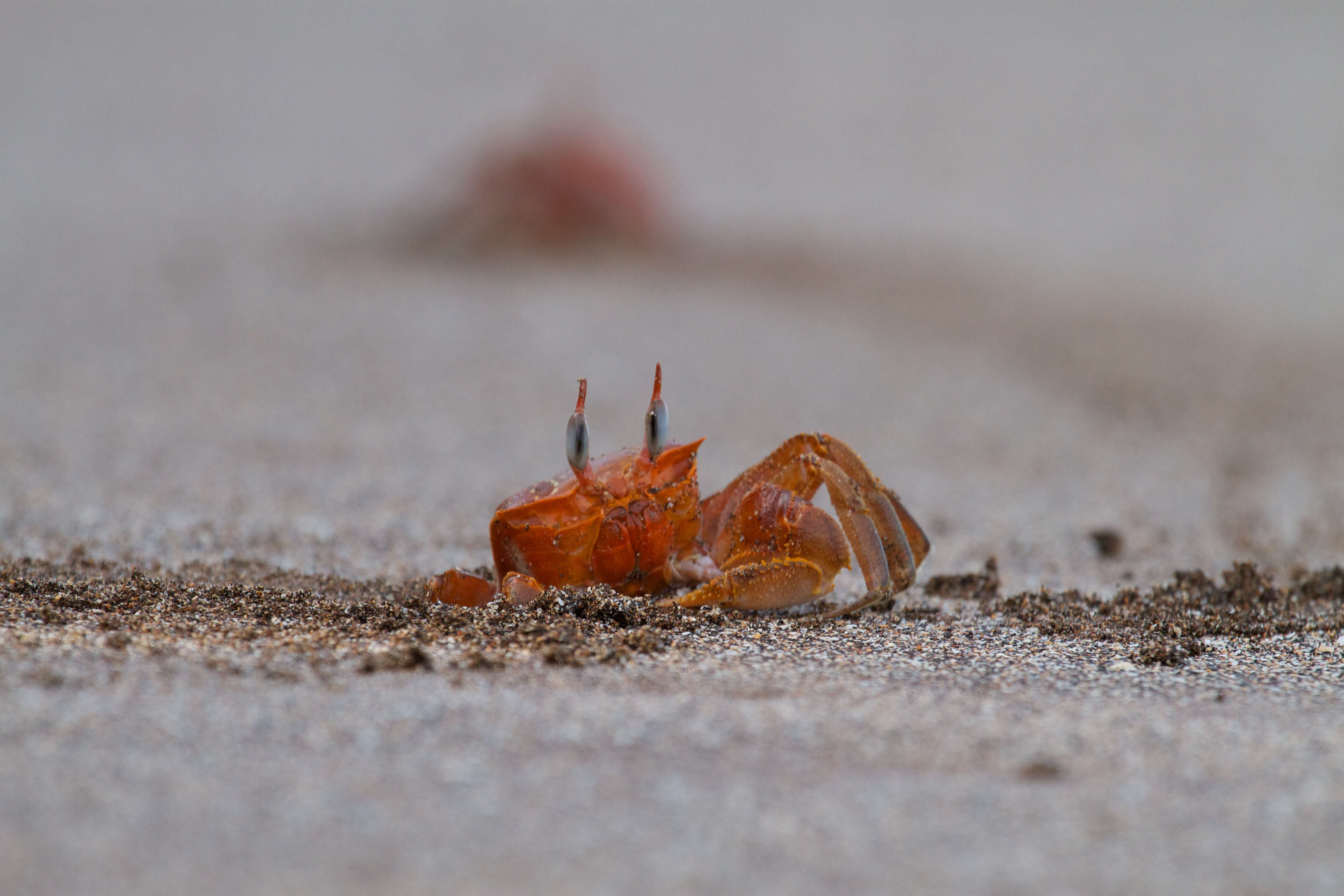 Image of Galapagos Ghost Crab
