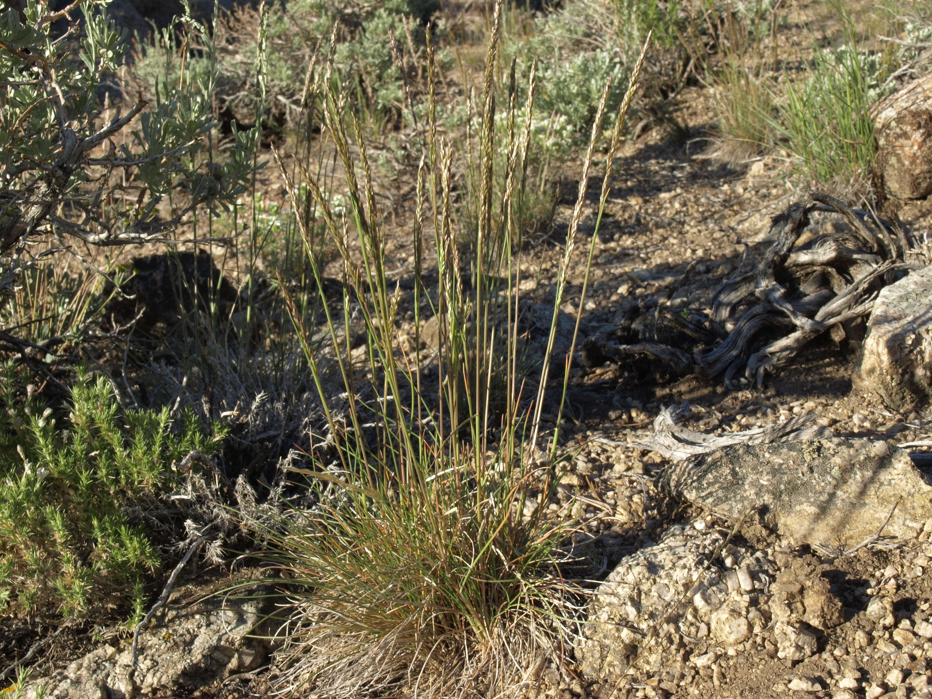 Image of June grass