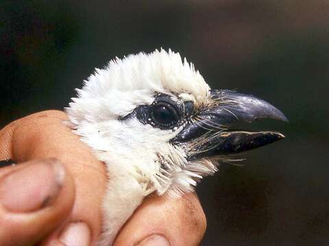 Image of White-headed Barbet