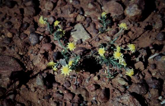 Image of Rhodanthe diffusa (DC.) P. G. Wilson