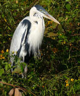 Image of Ardea Linnaeus 1758