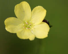 Image of Florida Yellow Flax