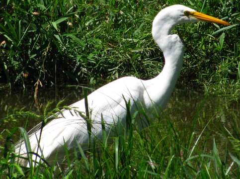 Image of Ardea Linnaeus 1758