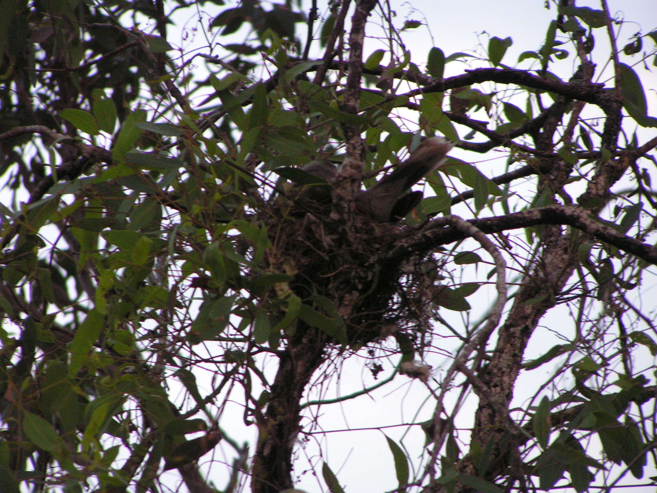 Image of Noisy Miner